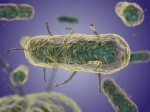 Исследование эволюции бактерии Yersinia pestis