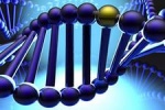 Исследование генов, ответственных за продолжительность жизни