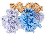 Антитела к сывороточному белку p53 в качестве потенциального маркера опухоли при внепеченочной холангиокарциноме