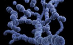Семинар для микробиологов «Актуальное в микробиологической диагностике: современные подходы, частные вопросы работы с пневмококками и менингококками»