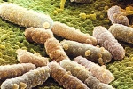 Аминокислота D-серин может препятствовать размножению патогенного штамма кишечной палочки