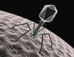 Бактериофаги могут победить лекарственную устойчивость