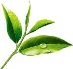 Компонент зеленого чая способен побороть рак полости рта