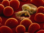 Антибиотики способствуют распространению малярии
