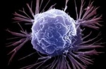 Исследование белков, влияющих на процесс трансформации опухоли