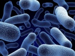 Реки могут быть источниками резистентных бактерий