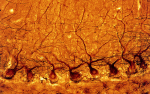 Исследование особенностей нервных клеток
