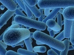 Исследование влияния антибиотиков на микрофлору кишечника