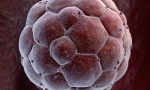 Выявлены факторы формирования плюрипотентных клеток