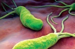 Бактерии, вызывающие язву и гастрит, способны защитить от склероза