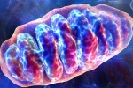 Уровень митохондриальной ДНК влияет на продолжительность жизни