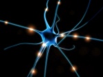 Нервные связи между разными участками мозга у недоношенных детей