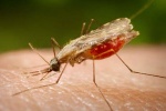 Антитела к гликану защищают от малярии