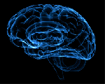 С развитием психозов уменьшается количество серого вещества в головном мозге
