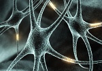 Кишечные бактерии регулируют работу нервной системы