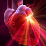 Исследование влияния гендерных различий на процесс старения сердца