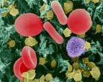 Исследование иммунной системы под влиянием гельминтов и кишечных бактерий