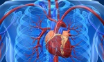 Прогностическая значимость уровней циркулирующиего адипонектина у пациентов с хронической сердечной недостаточностью