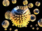 Астровирус MLB2 – новый кишечный вирус, ассоциированный с менингитом и генерализованной инфекцией