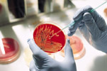 Специальность медицинского лабораторного техника (фельдшера-лаборанта) для выполнения лицензионных работ (услуг) по бактериологии